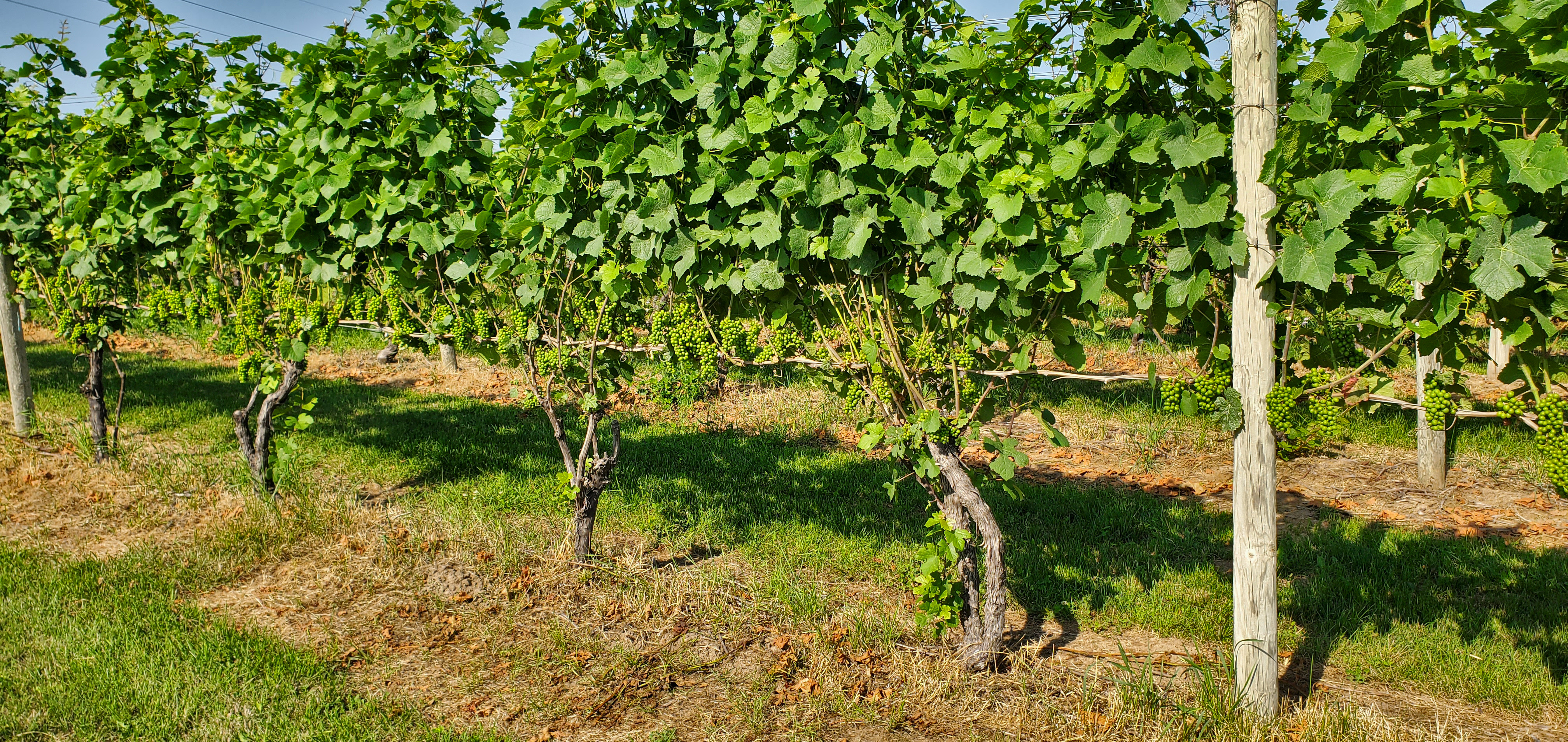 Leaf pulling of grapes